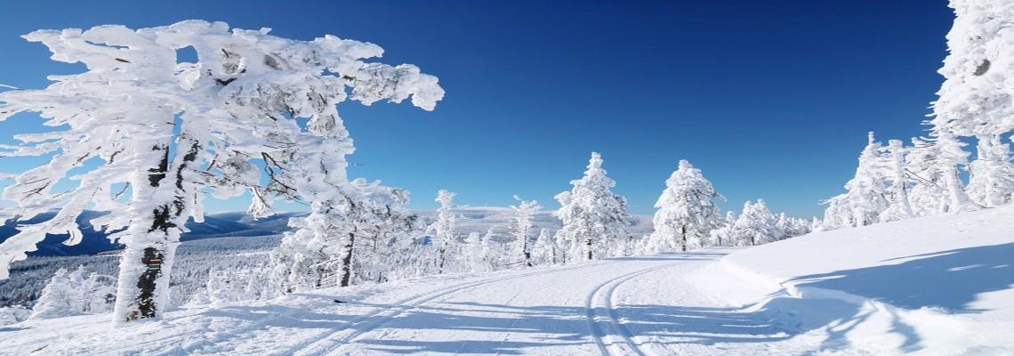 Road through snowy woods