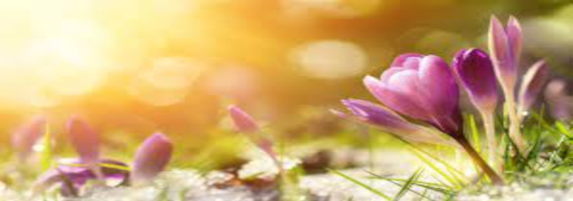 Sun shinning on a purple flower